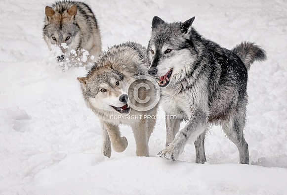 Wolf
