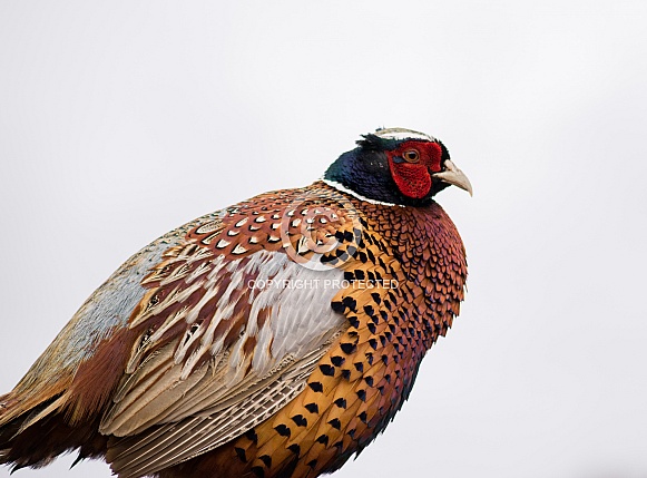 Pheasant