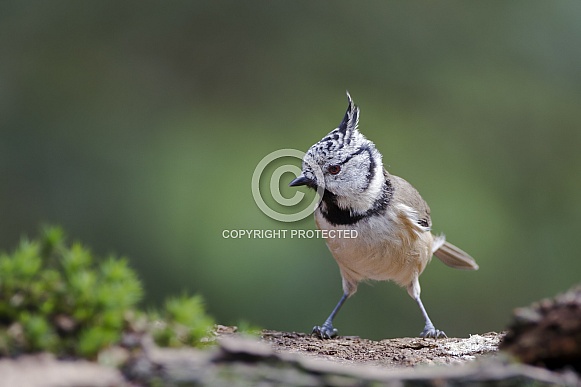 The crested tit or European crested tit