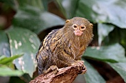 Pygmy marmoset (Cebuella)