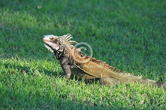 Iguana, St John, VI Iguana, St John, VI