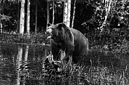 Grizzly Bear-A Bear On His Log