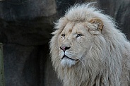 Afr. White Lion