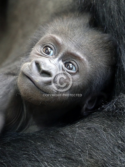 Western lowland gorilla (Gorilla gorilla gorilla)