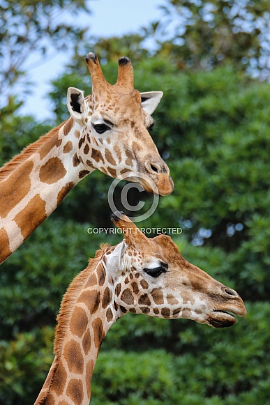 Giraffes