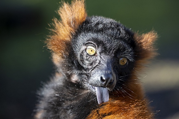 Red lemur