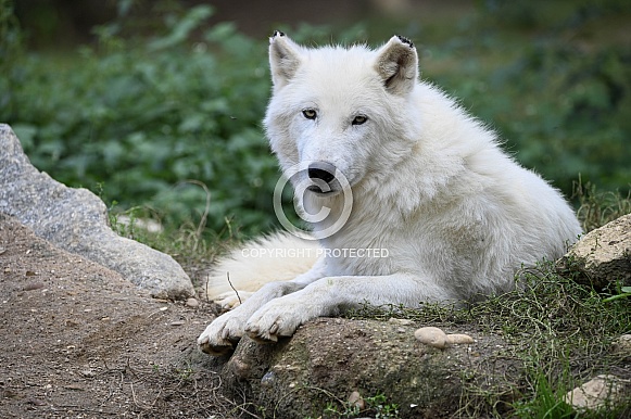 Artic Wolf