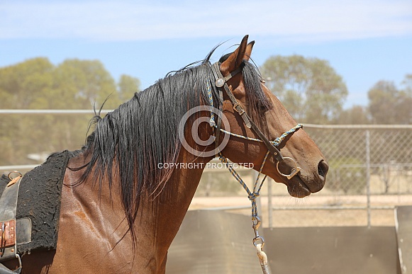 Quarterhorse Stallion