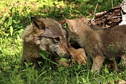 Wolf and Wolf Pups