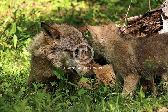 Wolf and Wolf Pups Wolf and Wolf Pups