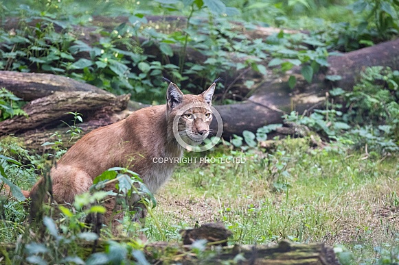 Lynx Lynx
