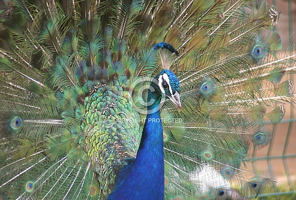 Peacock