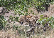 Leopard stalking (wild)