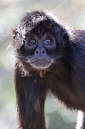 Colombian Black Spider Monkey (Ateles Fusciceps)