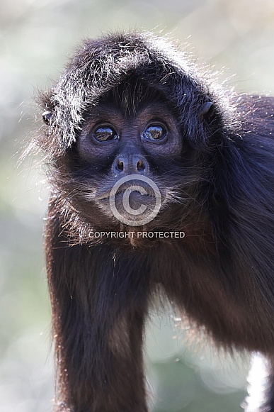 Colombian Black Spider Monkey (Ateles Fusciceps)