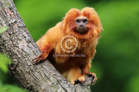 Golden Lion Tamarin (Leontopithecus rosalia) Golden Lion Tamarin (Leontopithecus rosalia)