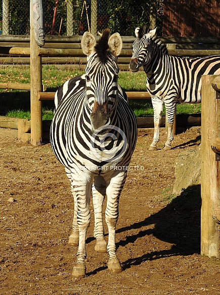 Zebra Zebra