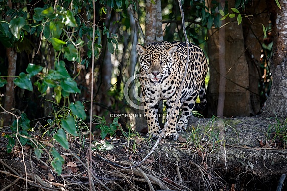 American jaguar in the nature habitat