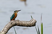 Kingfisher