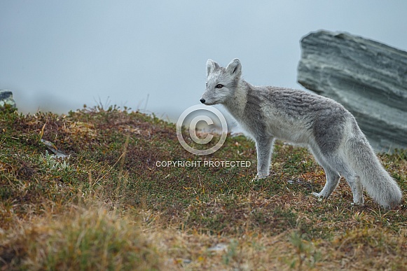 Arctic fox