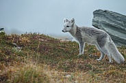 Arctic fox