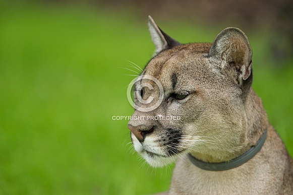 Mountain Lion Mountain Lion