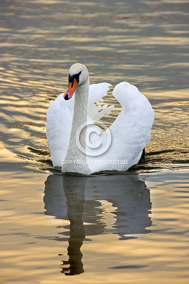 Mute Swan (Cygnus olor) Mute Swan (Cygnus olor)