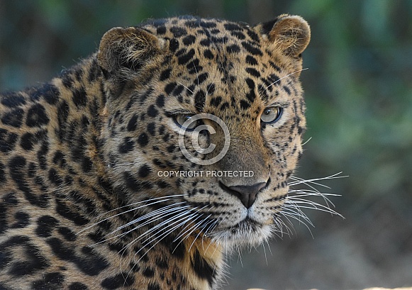 Amur Leopard