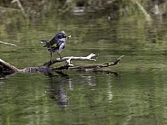 Myrtle Yellow-rumped Warbler in Fairbanks, Alaska