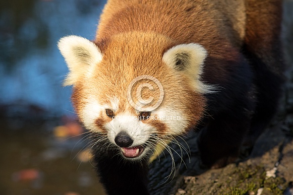 Red panda Red panda