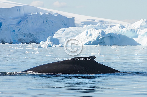 Humpback whale off Antarctica (wild)
