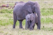 Baby Elephant with mother