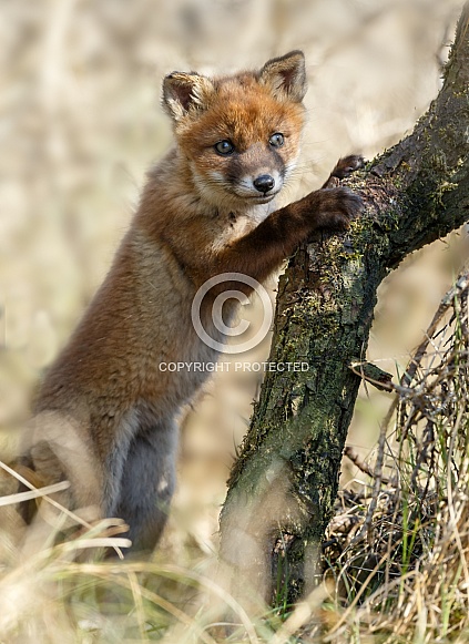 Red fox in Nature