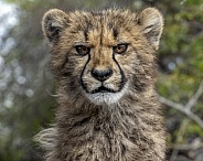 Cheetah Cub - 5 Months Old