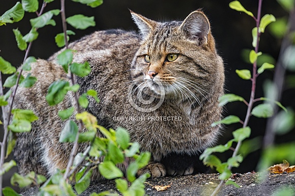 Wildcat and vegetation Wildcat and vegetation