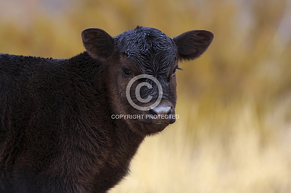 Black Calf