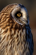 Owl—Short Eared Owl
