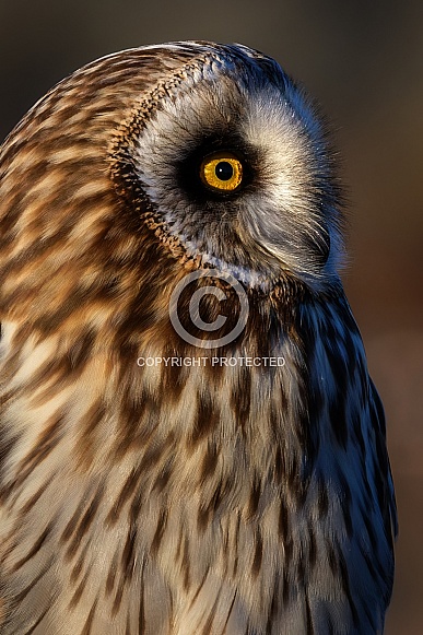 Owl—Short Eared Owl Owl—Short Eared Owl