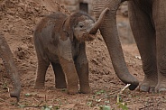 Asian Elephant Calf Trunk In Air