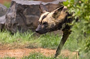 African Painted Dog