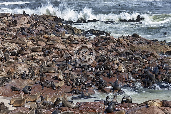 Cape Fur Seals (Arctocephalus pusillus) Cape Fur Seals (Arctocephalus pusillus)