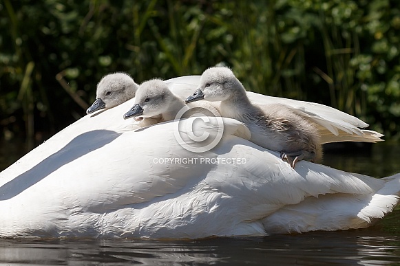 The mute swan (Cygnus olor) The mute swan (Cygnus olor)