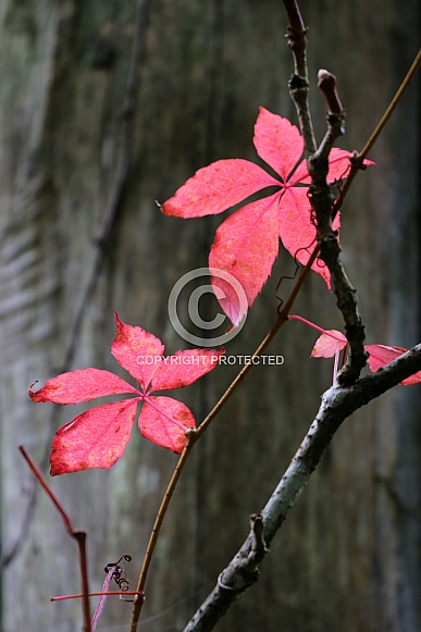 red leaves