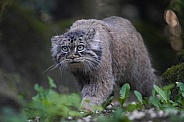 Pallas's cat