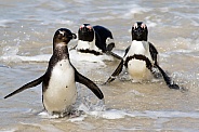 Penguins walking out of the ocean in South Africa