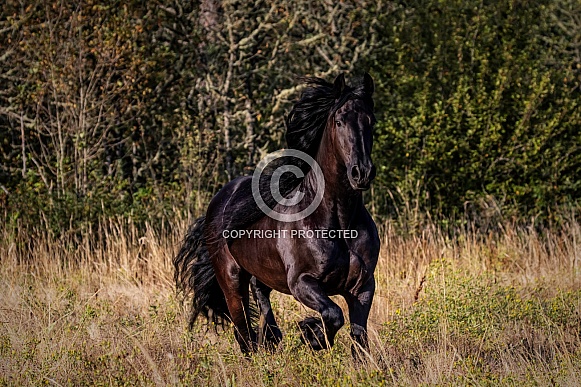 Friesian Horse--Fabulous Friesian D6820