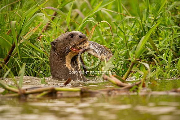 Giant river otter in the nature habitat