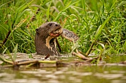 Giant river otter in the nature habitat