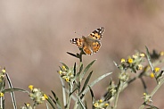 Painted Lady Butterfly, Vanessa cardui