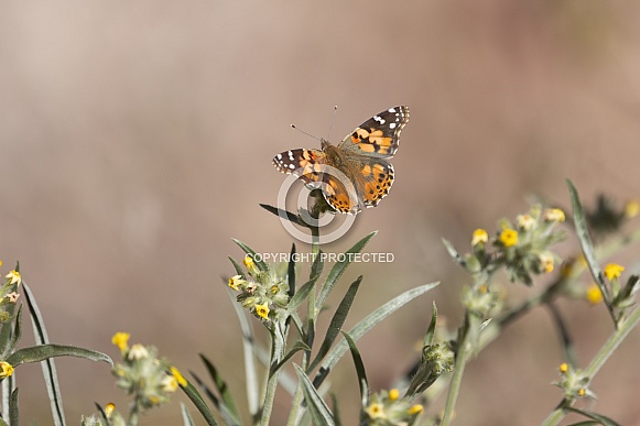 Painted Lady Butterfly, Vanessa cardui Painted Lady Butterfly, Vanessa cardui